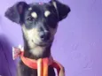 Cachorro raça  idade 2 a 6 meses nome Donatella