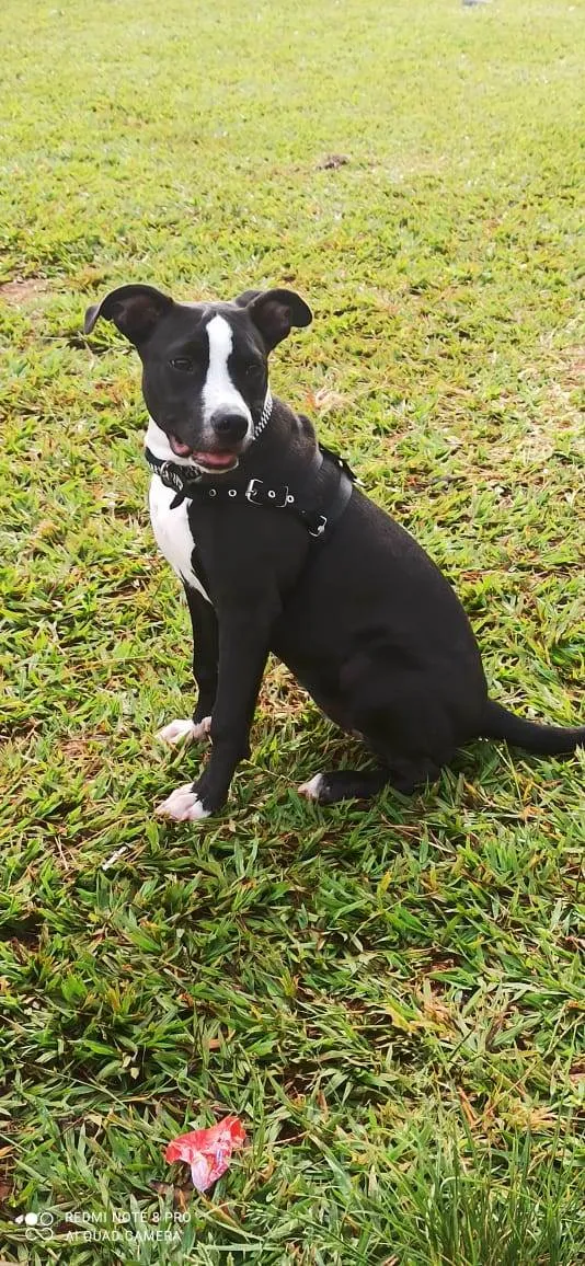 Cachorro ra a Pitbull  idade 1 ano nome Pandora 