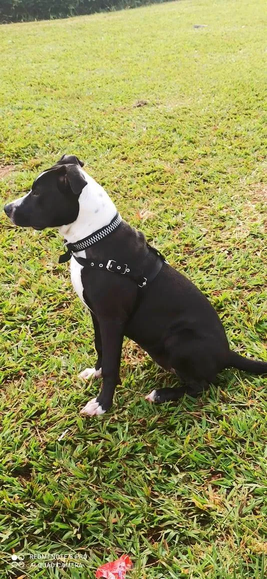 Cachorro ra a Pitbull  idade 1 ano nome Pandora 