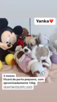 Cachorro raça  idade 2 a 6 meses nome Yanka