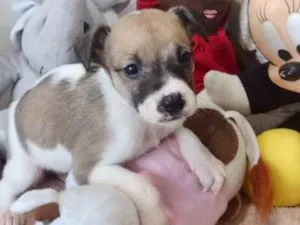 Cachorro raça  idade 2 a 6 meses nome Yanka