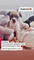 Cachorro raça  idade 2 a 6 meses nome Gabriel
