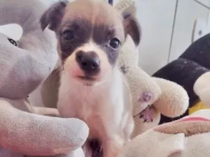 Cachorro raça  idade 2 a 6 meses nome Gabriel
