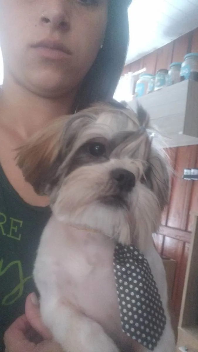 Cachorro ra a Shit-zu  idade 7 a 11 meses nome NEMO
