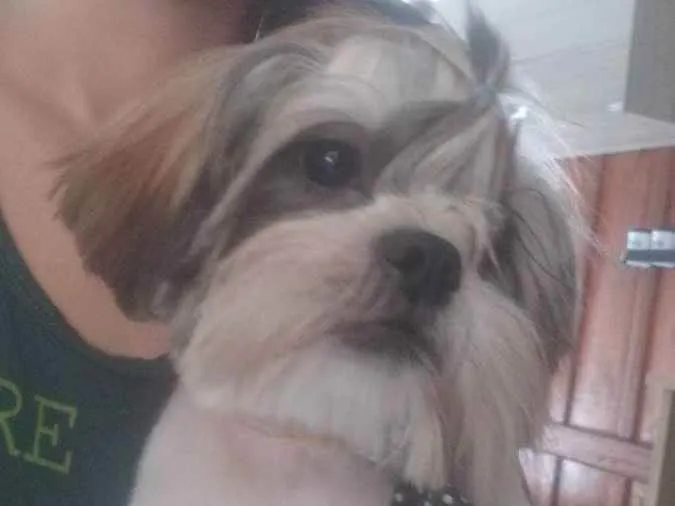 Cachorro ra a Shit-zu  idade 7 a 11 meses nome NEMO
