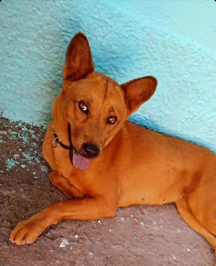Cachorro raça Misturada com Chow chow idade 3 anos nome Nala