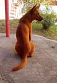 Nala