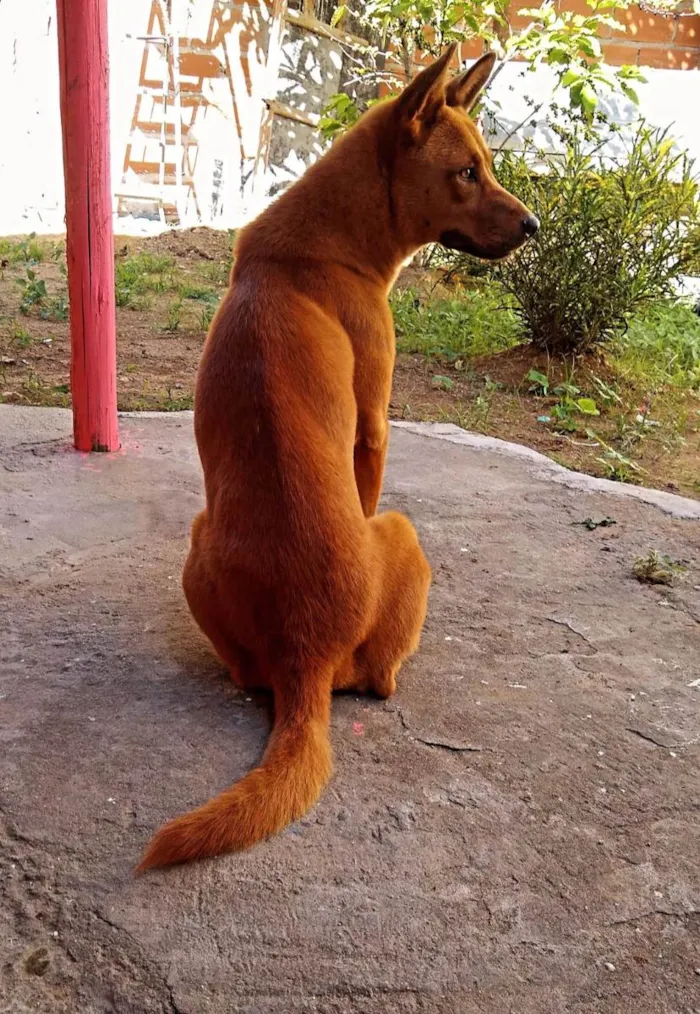 Cachorro raça Misturada com Chow chow idade 3 anos nome Nala