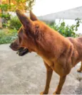 Nala