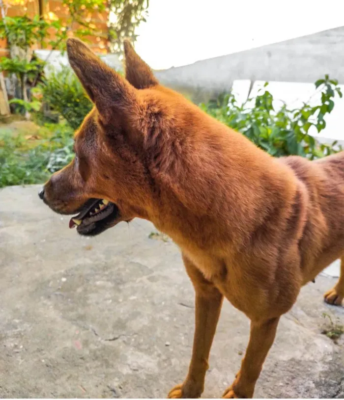 Cachorro raça Misturada com Chow chow idade 3 anos nome Nala