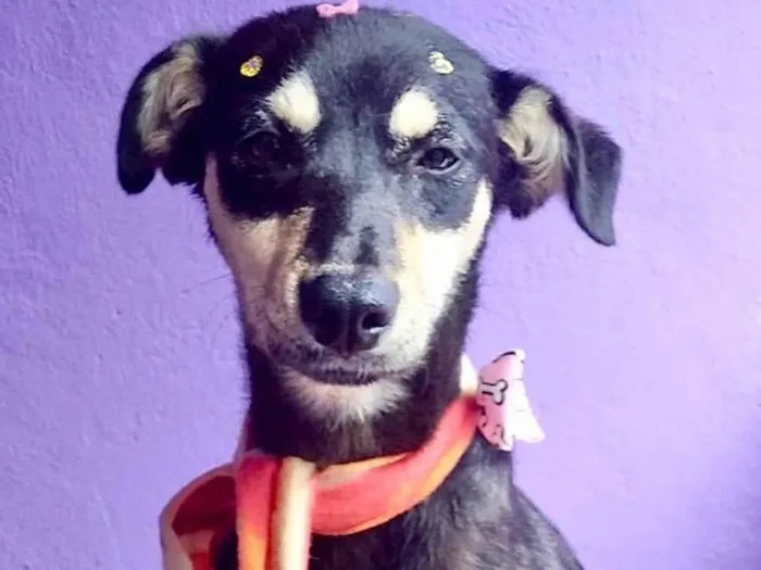 Cachorro raça  idade 2 a 6 meses nome Donatella