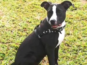 Cachorro raça Pitbull  idade 1 ano nome Pandora 