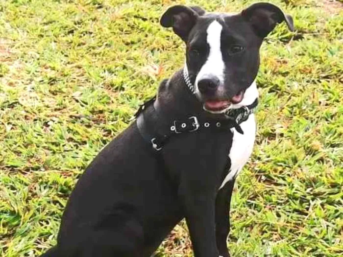 Cachorro ra a Pitbull  idade 1 ano nome Pandora 