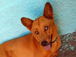 Cachorro raça Misturada com Chow chow idade 3 anos nome Nala