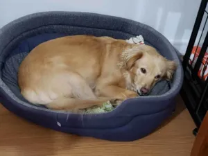 Cachorro raça SRD idade 4 anos nome LARA