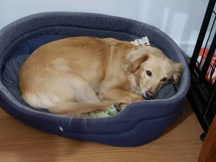 Cachorro raça SRD idade 4 anos nome LARA