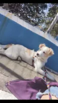 Cachorro raça RND idade 1 ano nome Canjica