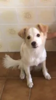 Cachorro raça RND idade 1 ano nome Canjica