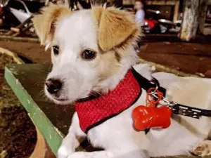Cachorro raça RND idade 1 ano nome Canjica