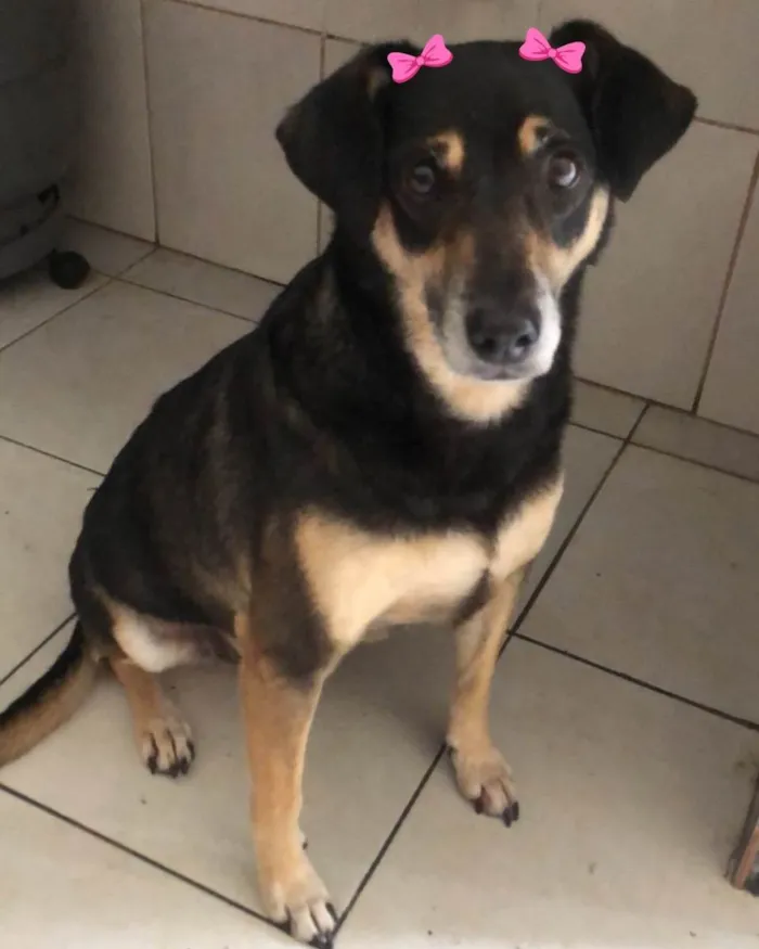 Cachorro raça Srd idade 3 anos nome Juju