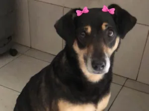 Cachorro raça Srd idade 3 anos nome Juju