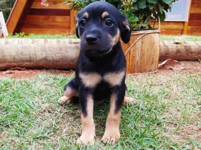 Cachorro ra a Sem raça definida idade Abaixo de 2 meses nome sem nome