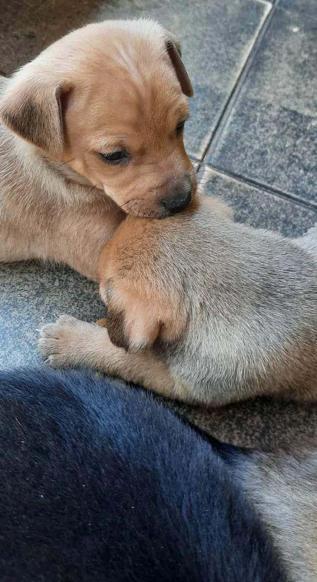 Cachorro ra a Srd idade Abaixo de 2 meses nome Sem nome 