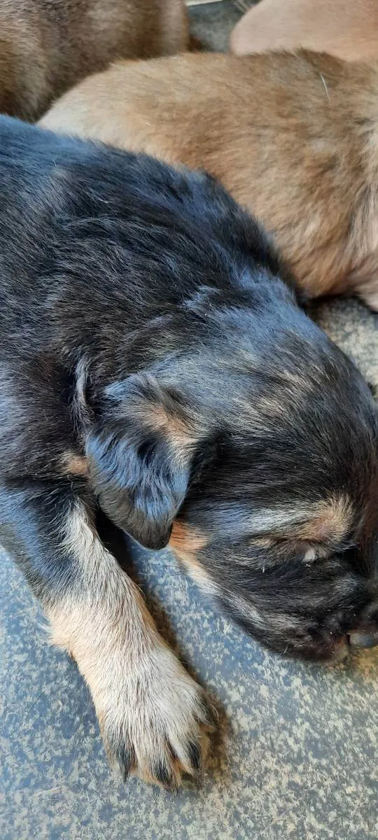 Cachorro ra a Srd idade Abaixo de 2 meses nome Sem nome 