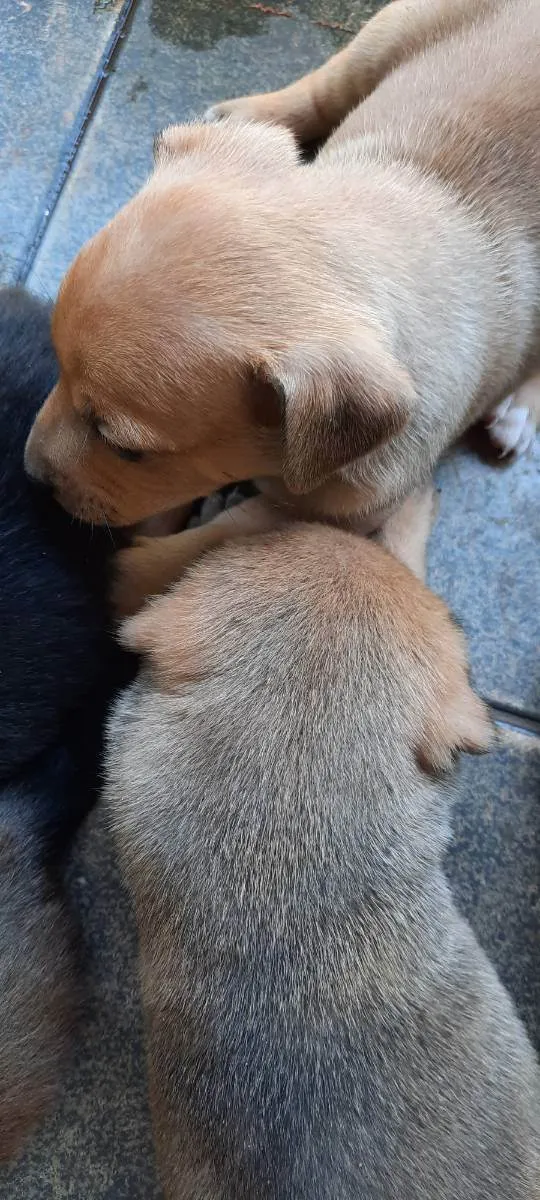 Cachorro ra a Srd idade Abaixo de 2 meses nome Sem nome 