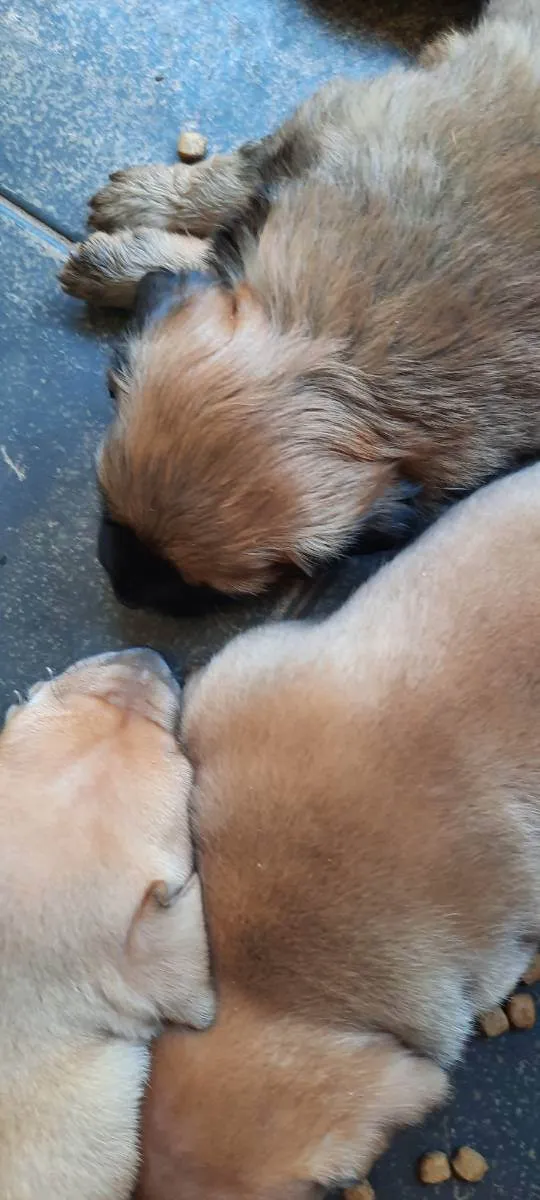 Cachorro ra a Srd idade Abaixo de 2 meses nome Sem nome 