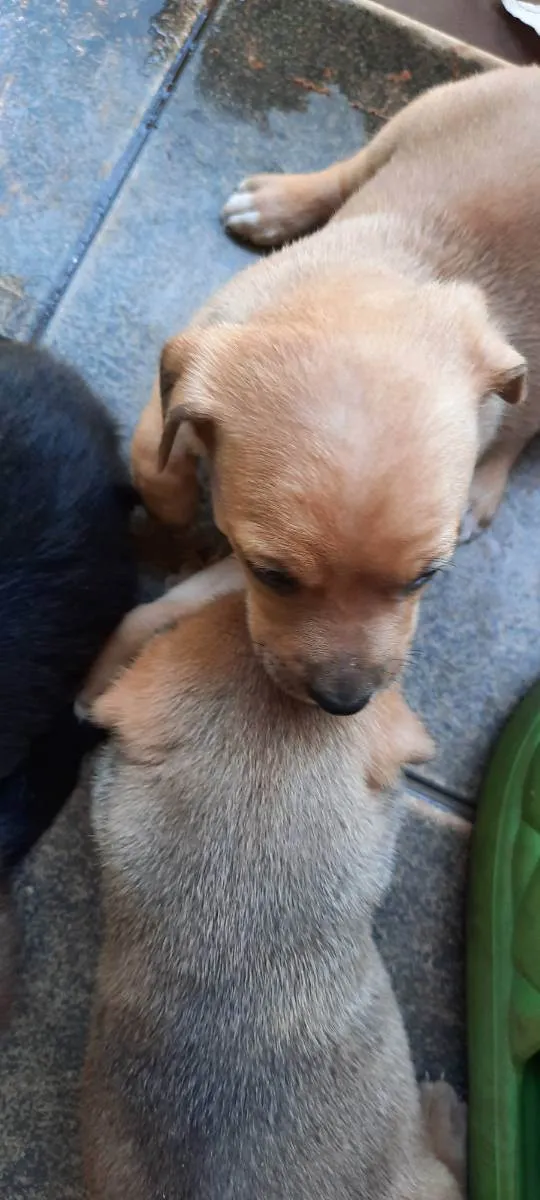 Cachorro ra a Srd idade Abaixo de 2 meses nome Sem nome 