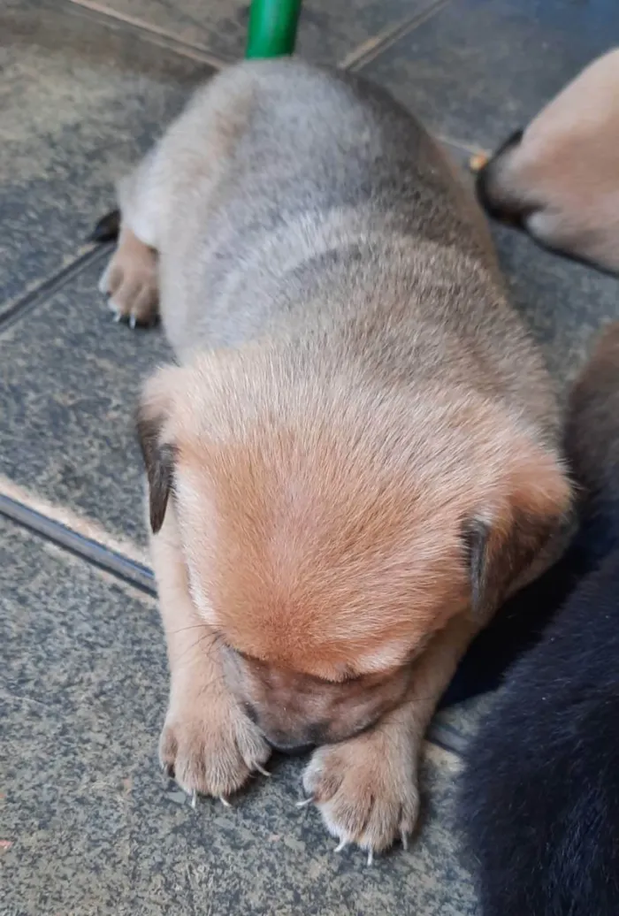 Cachorro ra a Srd idade Abaixo de 2 meses nome Sem nome 