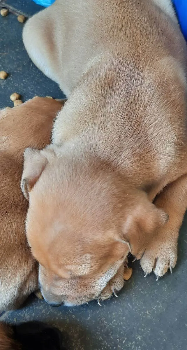 Cachorro ra a Srd idade Abaixo de 2 meses nome Sem nome 