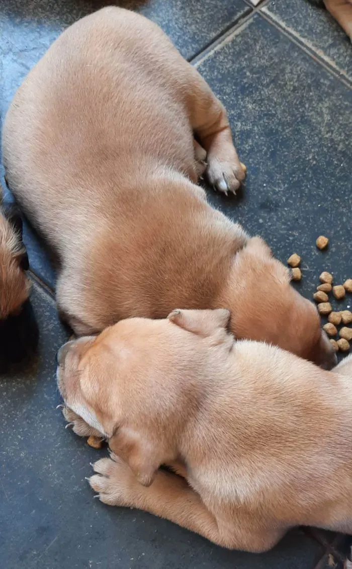 Cachorro ra a Srd idade Abaixo de 2 meses nome Sem nome 