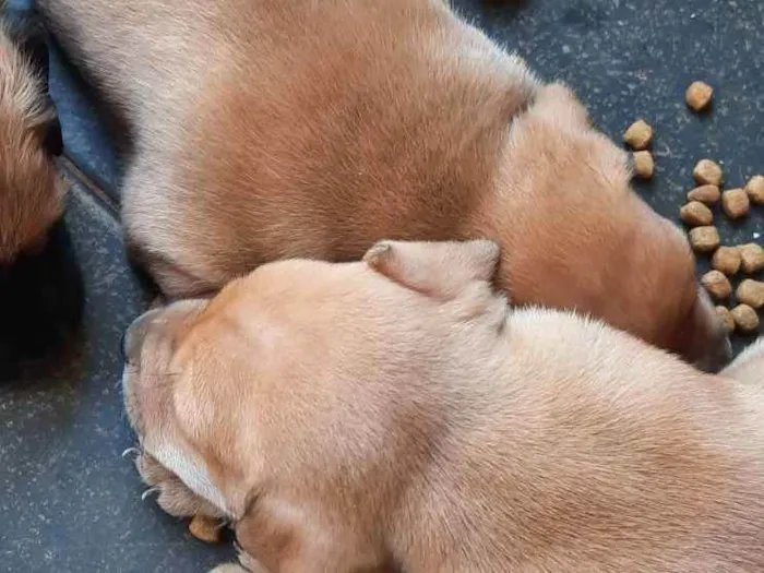 Cachorro ra a Srd idade Abaixo de 2 meses nome Sem nome 