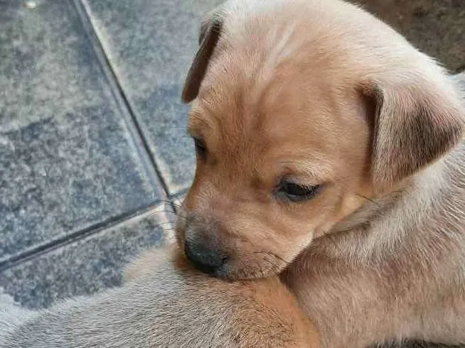 Cachorro ra a Srd idade Abaixo de 2 meses nome Sem nome 