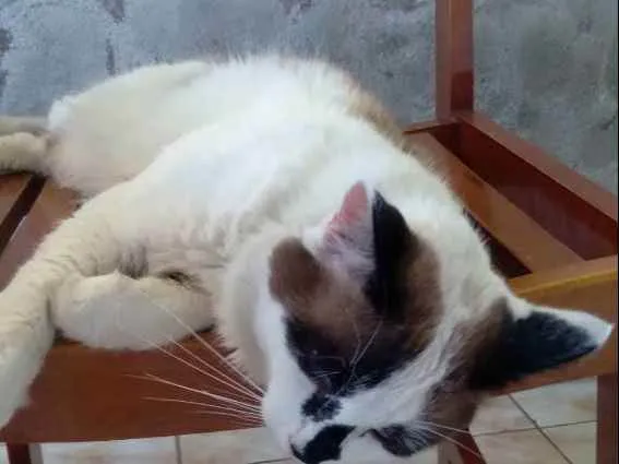 Gato ra a Vira Lata idade 1 ano nome Juan