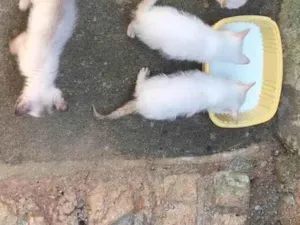 Gato raça Sem raça  idade Abaixo de 2 meses nome Sem nome