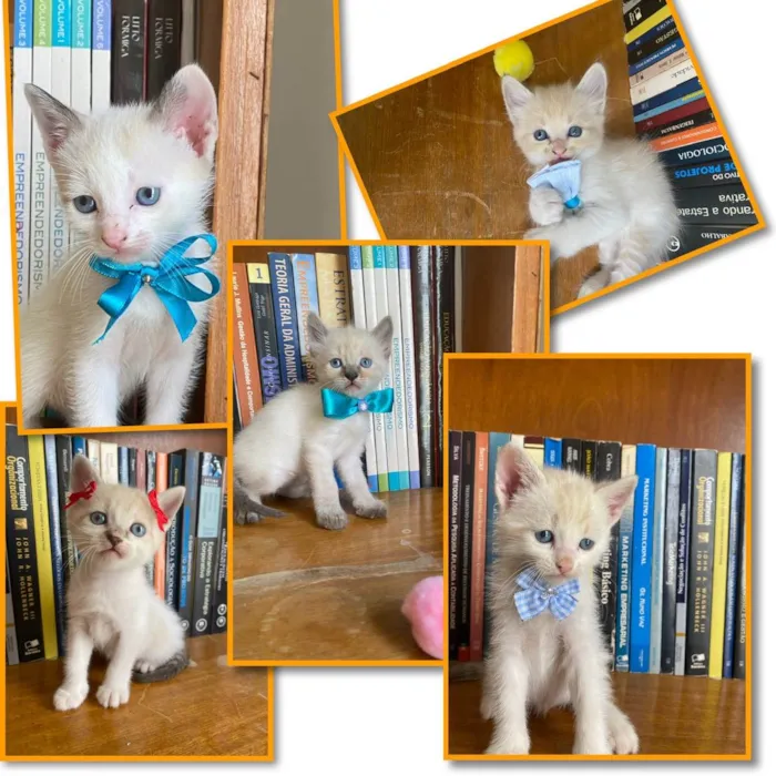 Gato ra a Gatos  idade 2 a 6 meses nome Filhotes 
