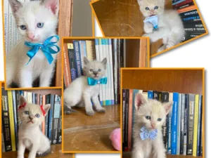 Gato raça Gatos  idade 2 a 6 meses nome Filhotes 