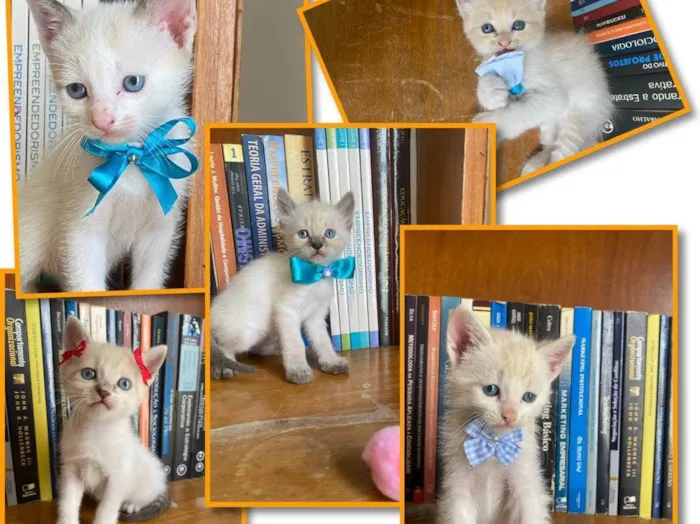 Gato ra a Gatos  idade 2 a 6 meses nome Filhotes 