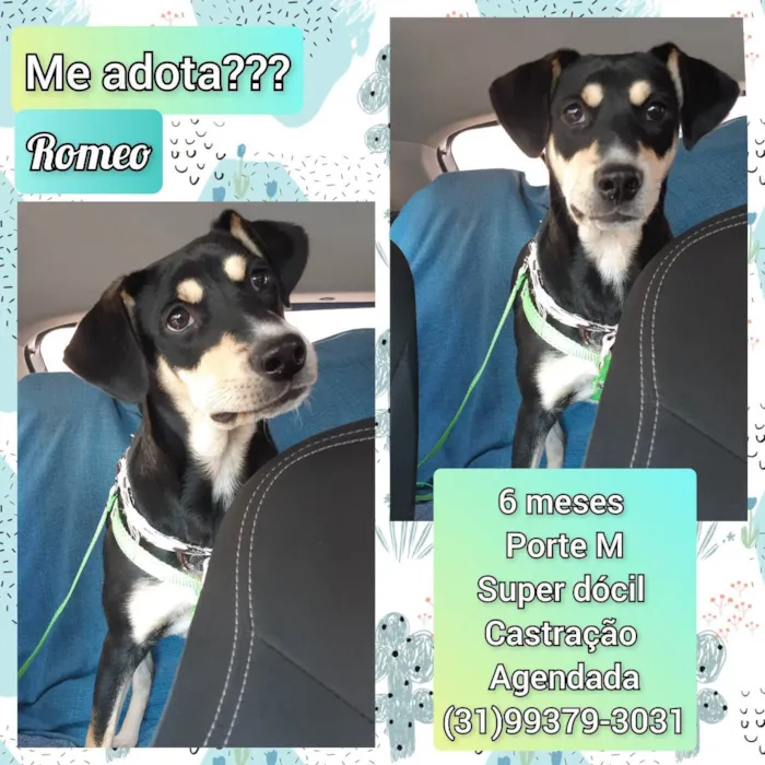 Cachorro raça SRD idade 7 a 11 meses nome Romeo
