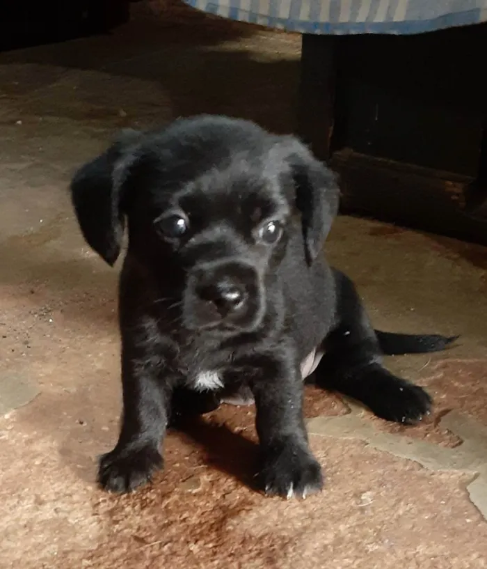 Cachorro ra a  idade 2 a 6 meses nome Belinha