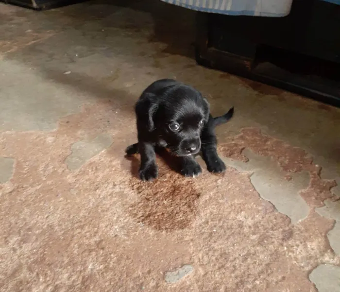 Cachorro ra a  idade 2 a 6 meses nome Belinha