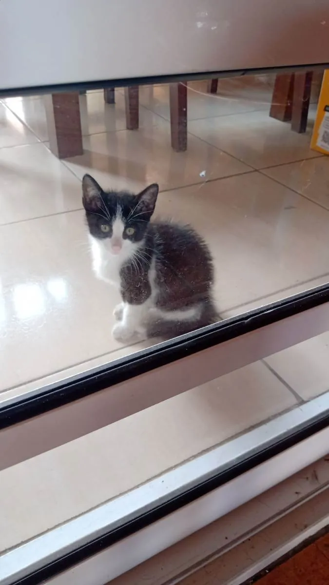 Gato ra a SRD idade Abaixo de 2 meses nome Filhote
