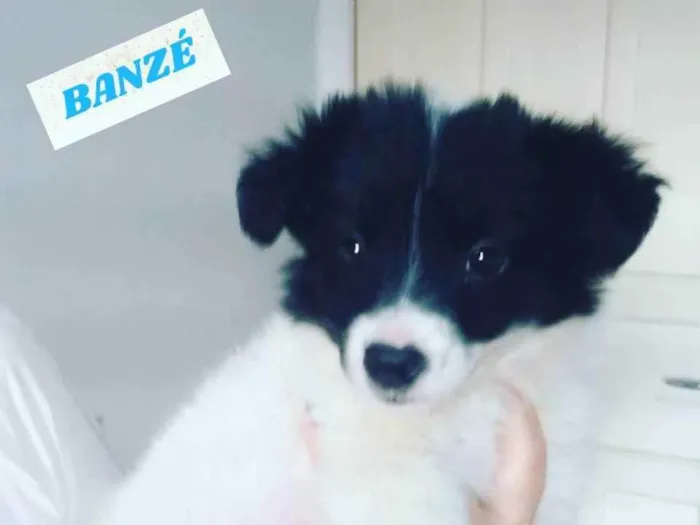 Cachorro raça Srd  idade 2 a 6 meses nome BANZÉ 