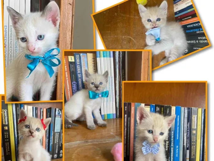 Gato ra a Gatos  idade 2 a 6 meses nome Filhotes 