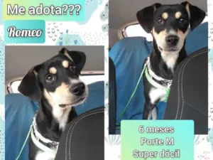 Cachorro raça SRD idade 7 a 11 meses nome Romeo
