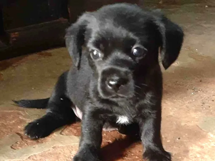 Cachorro ra a  idade 2 a 6 meses nome Belinha