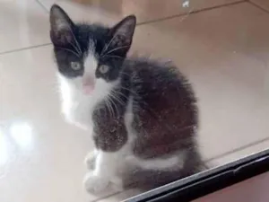 Gato raça SRD idade Abaixo de 2 meses nome Filhote